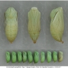 coen pamphilus pupa3 volg